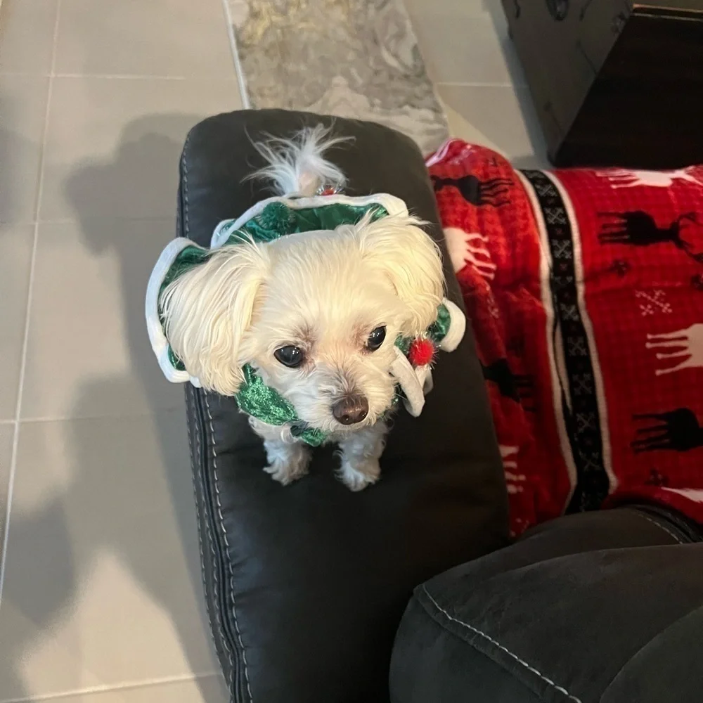 Christmas Tree Puppy Fress SMALL
